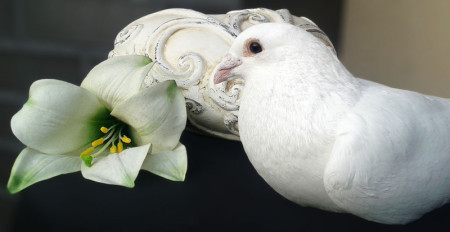 Weiße Tauben als Zeichen der Trauer
