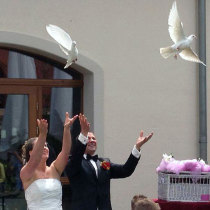 Auflass weißer Tauben zur Hochzeit