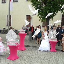 LE-Hochzeitstauben, weiße Brieftauben aus Leipzig und Umgebung