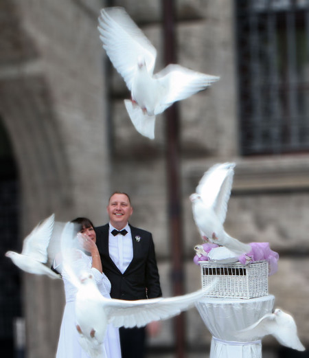 LE-Hochzeitstauben, weiße Tauben aus Leipzig und Umgebung